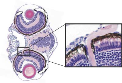 Virtual Slice Module